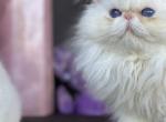 Kingsley Dream Boat - Himalayan Kitten For Sale - Beverly Hills, CA, US