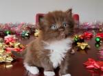 Rollo - Ragdoll Kitten For Sale - Phoenix, AZ, US