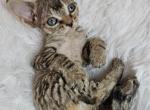 Little Legs - Devon Rex Kitten For Sale - Williamsburg, VA, US