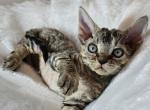 Gidget - Devon Rex Kitten For Sale - Williamsburg, VA, US