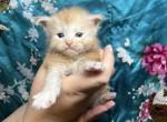 New year litter - Maine Coon Kitten For Adoption - Jacksonville, FL, US