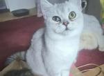 Marshal - British Shorthair Cat For Sale - New York, NY, US