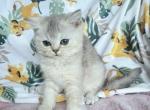 Sima - British Shorthair Kitten For Sale - New York, NY, US