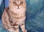 Bella - British Shorthair Cat For Sale - New York, NY, US