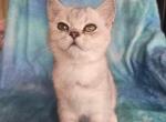 Charlie - British Shorthair Kitten For Sale - New York, NY, US