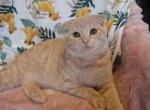 Lucky - Scottish Fold Cat For Sale - New York, NY, US