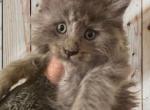 Pure boy Main Coon blue color - Maine Coon Cat For Sale - FL, US