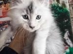 Shaded pure Main Coon - Maine Coon Kitten For Sale - FL, US