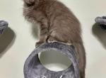 Robin - Maine Coon Kitten For Sale - Greensburg, IN, US