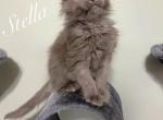 Stella - Maine Coon Kitten For Sale - Greensburg, IN, US