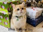 British kittens - British Shorthair Cat For Sale - New Prague, MN, US