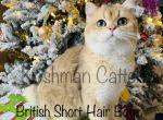 British short hair - British Shorthair Cat For Sale - New Prague, MN, US