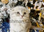 Scottish Fold Boy - Scottish Fold Cat For Sale - New Prague, MN, US