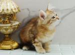 Houdini CFA certified - Siberian Kitten For Sale - 