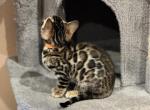 Adorable Bengal kittens - Bengal Cat For Sale - Denver, CO, US