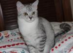 Shadow - British Shorthair Cat For Sale - Bethesda, MD, US