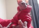 Male sphynx - Sphynx Cat For Sale - Boston, MA, US