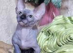 Nicholas - Bambino Cat For Sale - Norwalk, CT, US