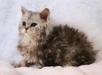 Selkirk rex female - Selkirk Rex Kitten For Sale - Iva, SC, US