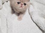 Carmelo - Himalayan Kitten For Sale - Dallas, TX, US