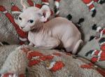 Odd Eyed Elf sphynx girl - Sphynx Cat For Sale - Thurmont, MD, US