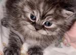 British straight - British Shorthair Kitten For Sale - Atlanta, GA, US