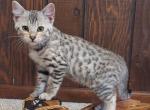 F3 Savannah male kitten available Jan 1 - Savannah Kitten For Sale - New Holland, PA, US