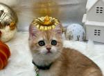 Mali - British Shorthair Cat For Sale - Fairfax, VA, US