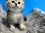 Leo - British Shorthair Kitten For Sale - Renton, WA, US