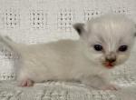 Sally - Ragdoll Kitten For Sale - Ocala, FL, US