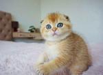 Black golden shaded tiny size scottish fold ny 11 - Scottish Fold Kitten For Sale - CA, US