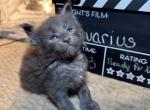 RESERVED Aquarius Gray Male Maine Coon - Maine Coon Kitten For Sale - Wood River, IL, US