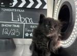 Libra Black Smoke Female Maine Coon - Maine Coon Kitten For Sale - Wood River, IL, US