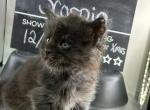 Scorpio Black Smoke Male - Maine Coon Kitten For Sale - Wood River, IL, US