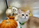 Mila - British Shorthair Cat For Sale - Charlotte, NC, US