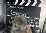 RESERVED Gemini Blue smoke Male Maine Coon - Maine Coon Kitten For Sale - Wood River, IL, US
