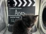 Aries Black Smoke Female Maine Coon - Maine Coon Kitten For Sale - Wood River, IL, US