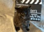 RESERVED Capricorn Black Smoke Female Maine Coon - Maine Coon Kitten For Sale - Wood River, IL, US