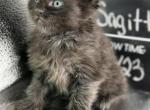 Sagittarius Black Smoke Female Maine Coon - Maine Coon Kitten For Sale - Wood River, IL, US
