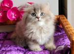 Benjamin AY25 - British Shorthair Kitten For Sale - Englewood, CO, US