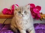 Barny AY25 - British Shorthair Cat For Sale - Englewood, CO, US