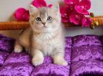 Breare AY25 - British Shorthair Kitten For Sale - Englewood, CO, US