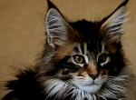 Buddy - Maine Coon Kitten For Sale - Riegelsville, PA, US