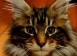 Rory - Maine Coon Kitten For Sale - Riegelsville, PA, US