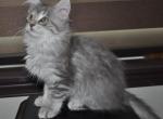 Chirp - Maine Coon Kitten For Sale - Black Diamond, WA, US