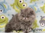 Gary - Persian Cat For Sale - Yucca Valley, CA, US