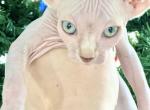 Sphynx kittens - Sphynx Kitten For Sale - Hallandale, FL, US