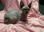 Ava   Long Leg Bambino - Sphynx Cat For Sale - FL, US