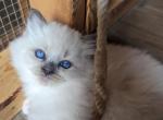 Amelia Anne - Ragdoll Kitten For Sale - Dunnellon, FL, US