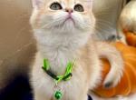 Lali - British Shorthair Cat For Sale - Gaithersburg, MD, US